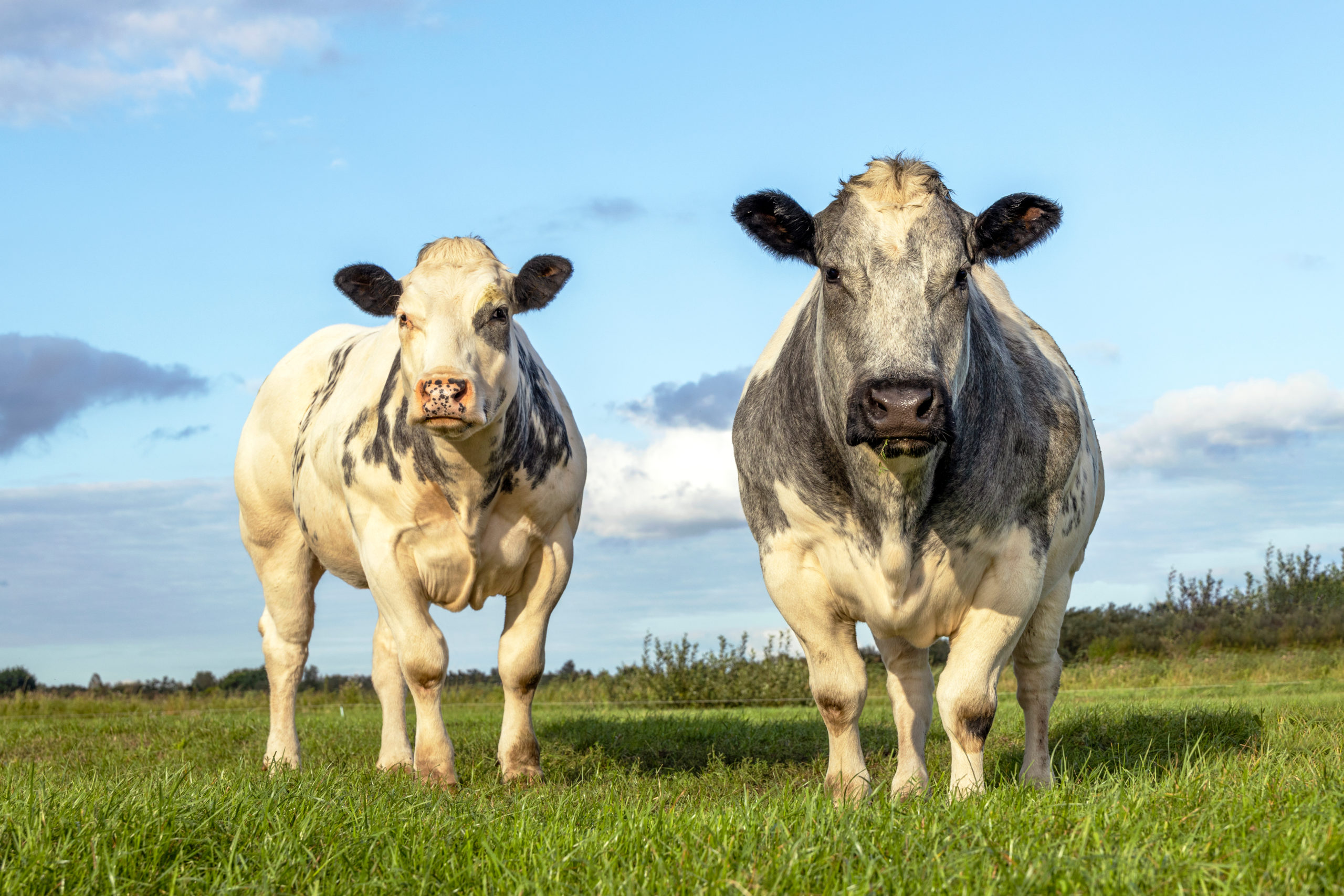 twowhitebeefcowsmeatcattlelookingandstandingupright